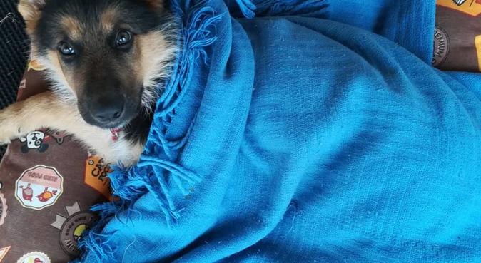 de perros en Santiago De Compostela Cuidadores de perros y de perros | DogBuddy