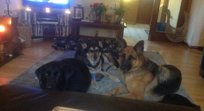Home from home and lots of loves available., dog sitter in Talbot Green, Pontyclun, UK