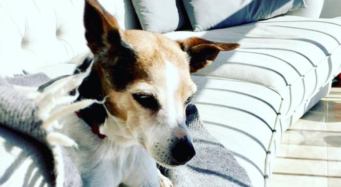 Swedish dog lover in palma, dog sitter à Palma de Mallorca, Spanien