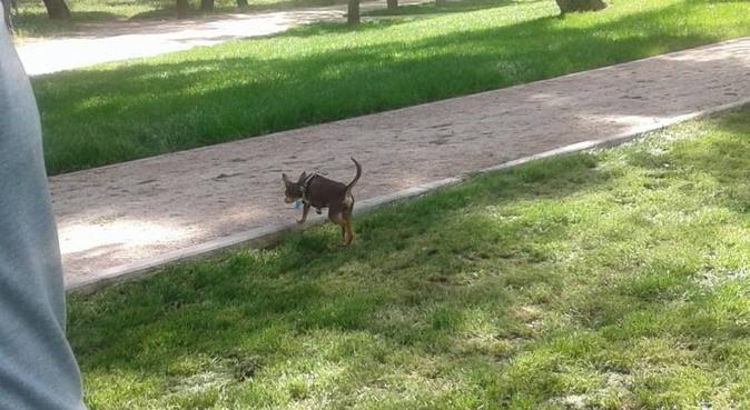 La recreación y seguridad para su perro, canguro en Madrid