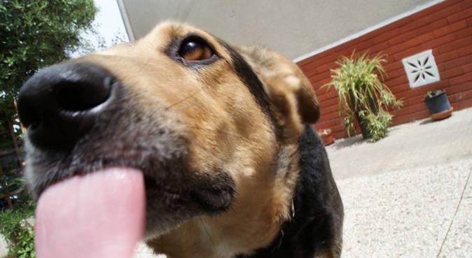 Corse all'aria aperta, e affidabilità Animal Care, dog sitter a Cecina, LI, Italia