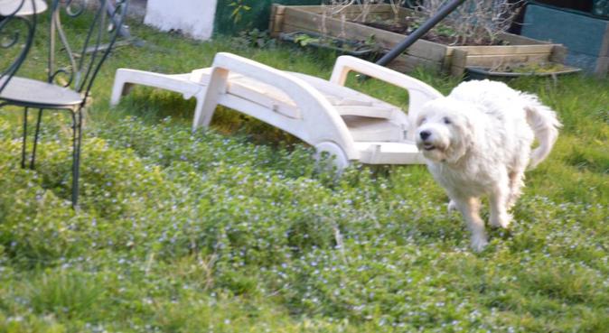 club vacances chiens, dog sitter à Vernouillet