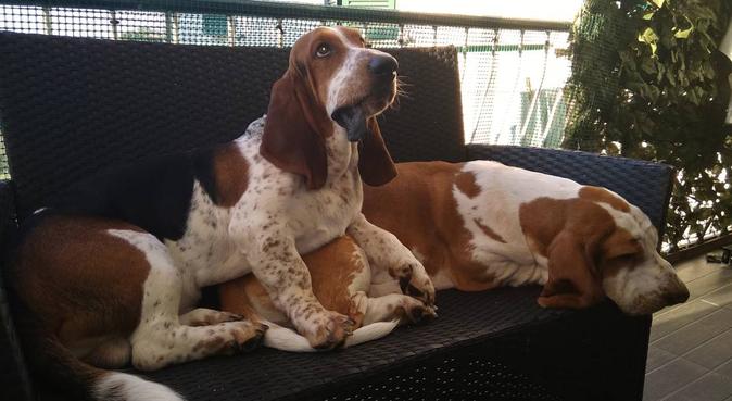 Geremia e Pepe aspettano compagni di giochi, dog sitter a Marino, RM, Italia