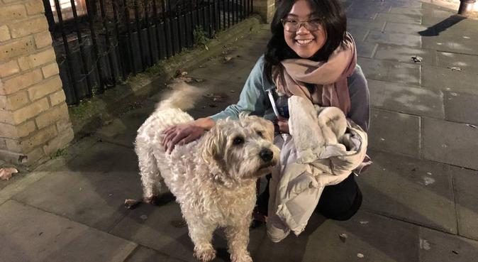 Dog paradise next to Kensington Gardens, dog sitter in London