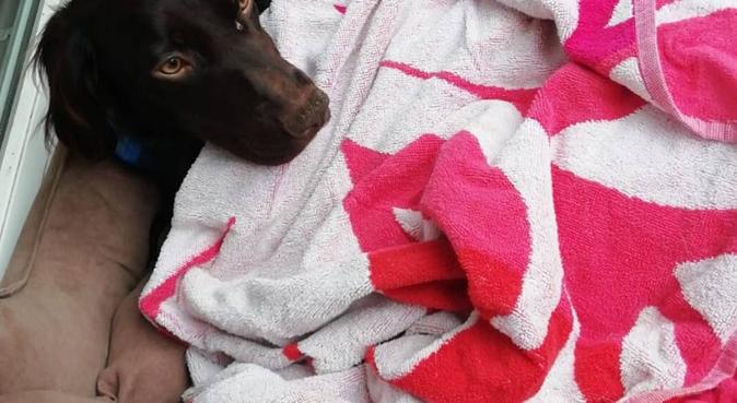 Le coin de l’amour pour toutous 🐶, dog sitter à Morlaas, France