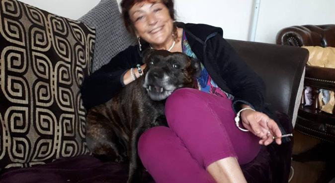 Happy loving home for all dogs. Welcomed as family, dog sitter in Brighton