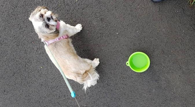 I offer customised Dog Walking, dog sitter in Pontefract, UK
