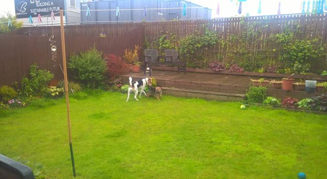 Doggy fun walking and sitting in Hurlet, dog sitter in lanarkshire