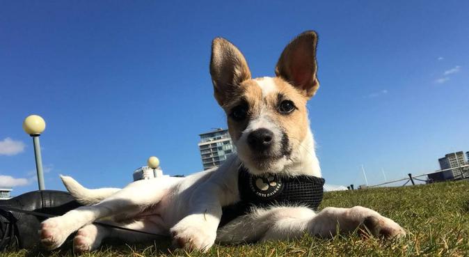Walking, playing and lots of love in East London, dog sitter in London