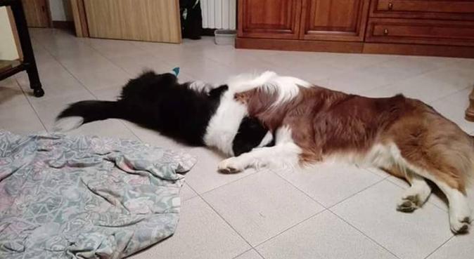 Passeggiate rilassanti, giochi e amicizia canina, dog sitter a Forlì