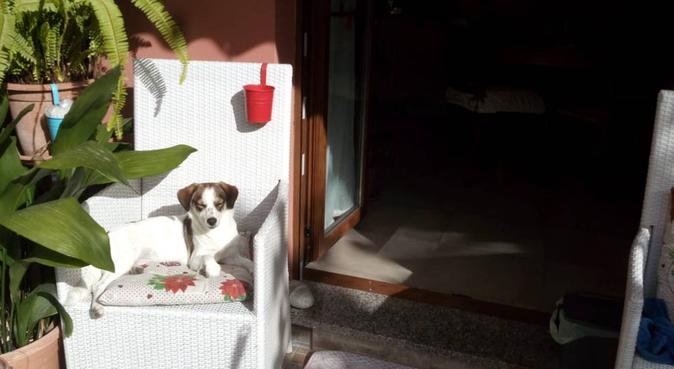 FULLIMMERSION DI COCCOLE/PASSEGGIATE DIVERTENTI♡, dog sitter a Selargius, CA, Italia