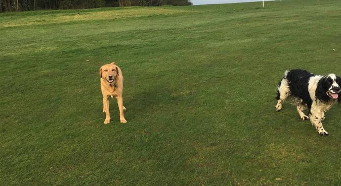 Fun Dog Walks!, dog sitter in Guildford, UK
