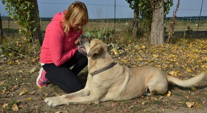 Iatruttore cinofilo esperto offre servizi asilo, dog sitter a Lagnasco