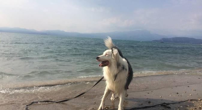 My Blue buddy: per la felicità dei vostri cani, dog sitter a Vicenza
