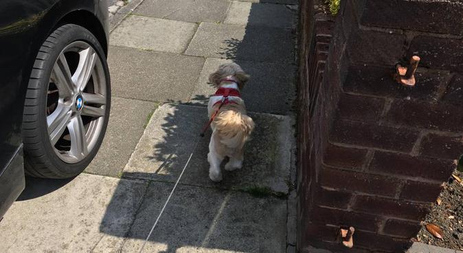 Hollie’s Dog Walking!, dog sitter in Bury