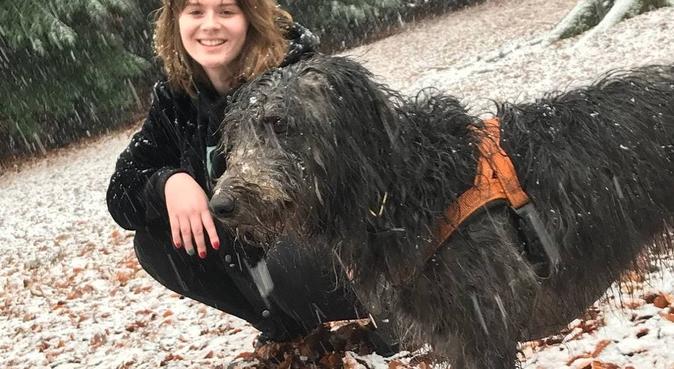 Experienced animal student, dog sitter in Bracknell, UK