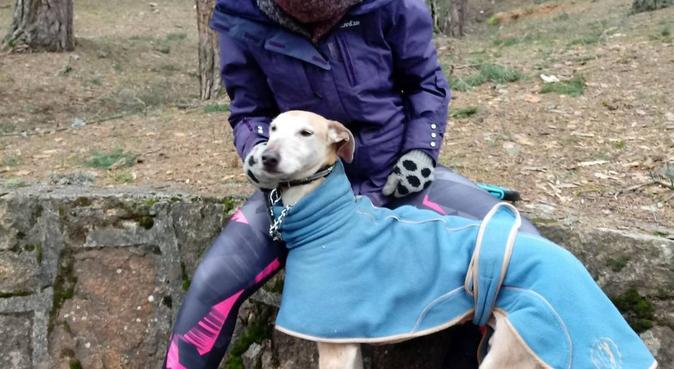 Paseadora canina con larga experiencia, canguro en Móstoles, España