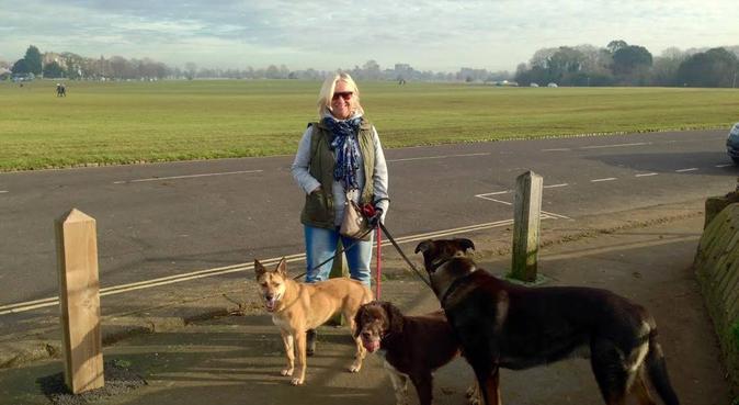 Dog lover in quiet, calm and loving atmosphere, dog sitter in Swinton