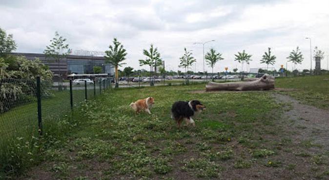 Dog Oasis and Pampering in Uppsala, hundvakt nära Uppsala