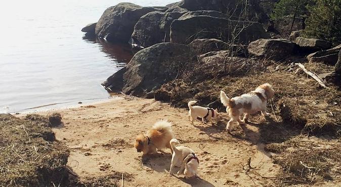 Ansvarsfull hundpassning på landet nära sjö, hundvakt nära Hällingsjö