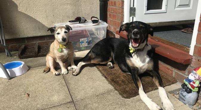 Paw Pals - doggie adventures and lots of love, dog sitter in York, UK