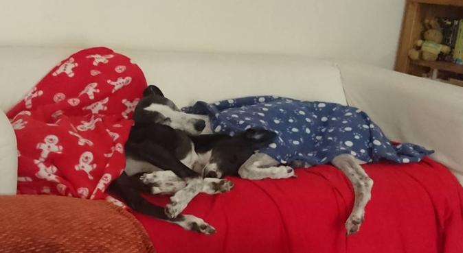 small and tall animal care with lots of cuddles, dog sitter in Wolverhampton