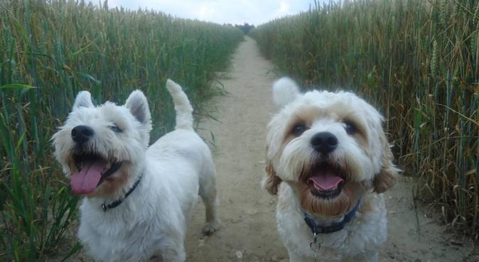 Dogs, dogs and more dogs!, dog sitter in Oxford, UK
