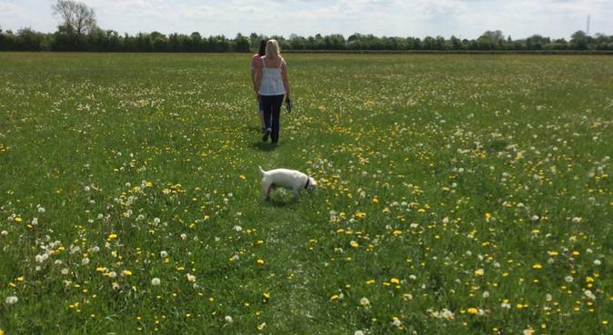 Walking and overnight stay in Brockworth, dog sitter in GLOUCESTER