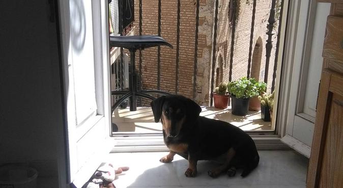 Cuidadora de perro y Educadora canina profesional!, canguro en Sevilla