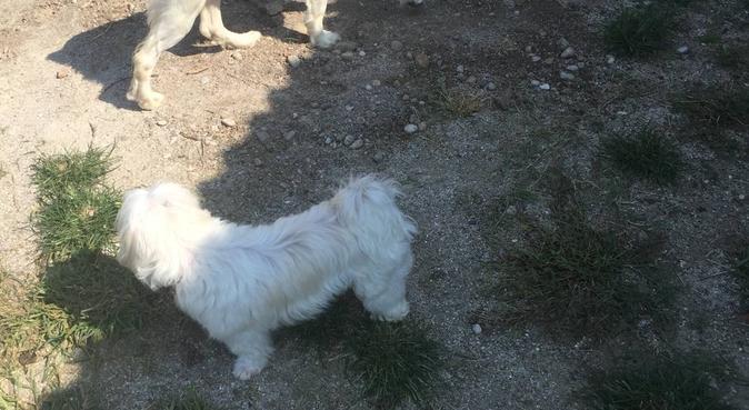Tante coccole e passeggiate con la migliore amica, dog sitter a Treviso, TV, Italia