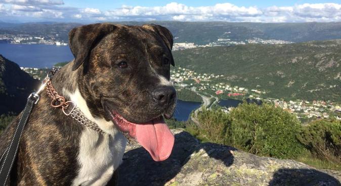 Hundepass på Fanafjellet, hundepassere i Bergen