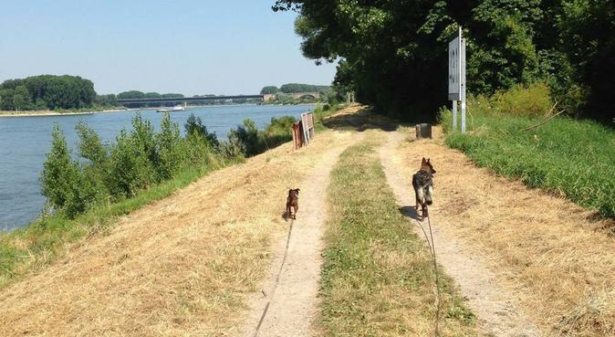 Dog lover misses walking dogs, dog sitter in New Malden