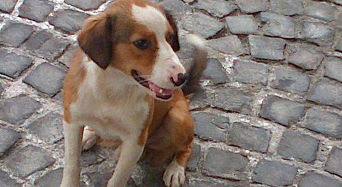 PET SITTING, dog sitter a Roma