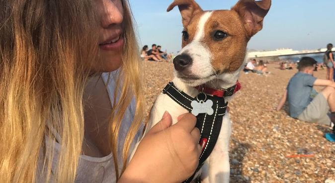 Dog Lover, dog sitter in Brighton