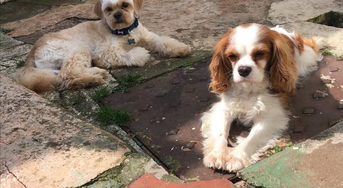 Dog friendly and loving home in Exeter, Devon., dog sitter in Exeter