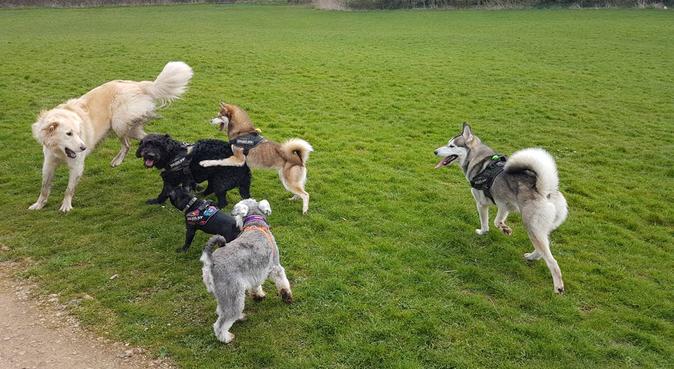 Poochies Daycare & Boarding, dog sitter in Nottingham