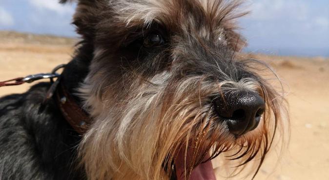 Cerdito tema poetas Cuidadores de perros en Arucas | Cuidadores de perros y paseadores de perros  locales | DogBuddy
