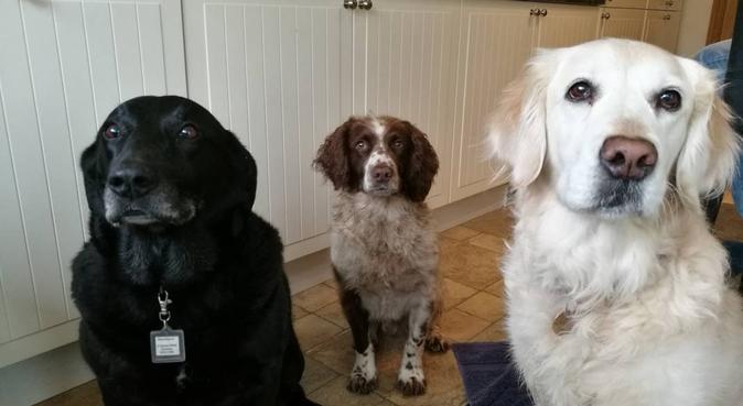 Doggie Dayz - for happy stays, dog sitter in Southampton