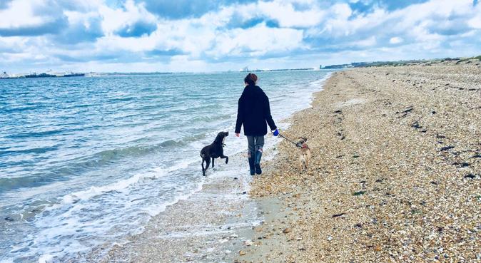 Cosy stay and beach walks for your dog in Warsash, dog sitter in Southampton