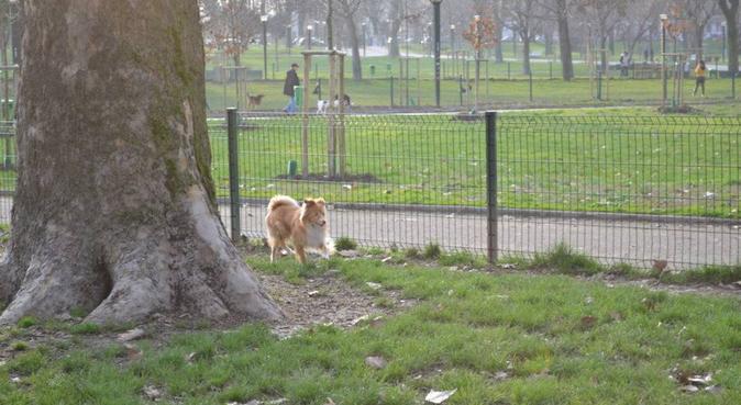 scodinzolate e tanto divertimento, dog sitter a Milano