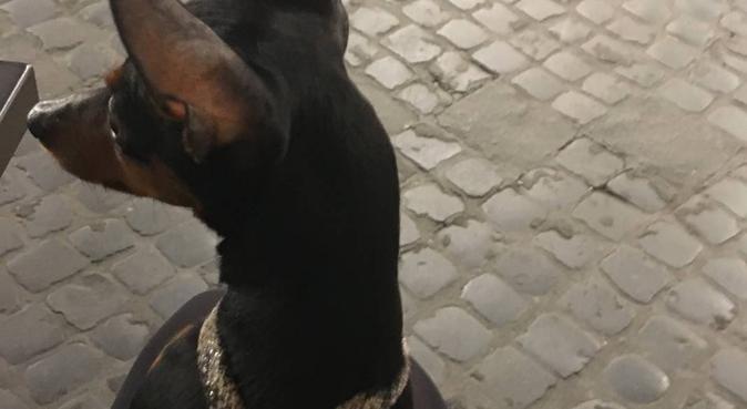 Una passeggiata ricca di energia e divertimento!, dog sitter a Roma