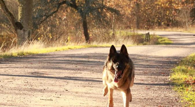 Dog Walk and Pet Photography, hundvakt nära Linköping