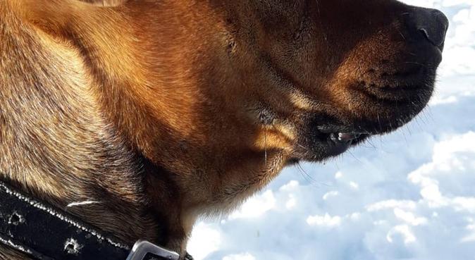 Lunghe passeggiate e tante coccole garantite, dog sitter a Monserrato, CA, Italia