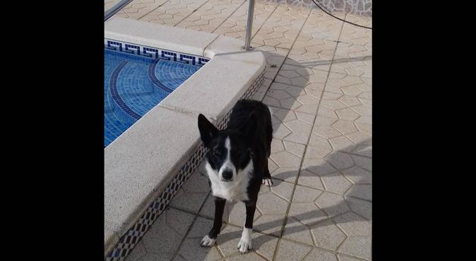 Home from home inTorrevieja  southern Spain, dog sitter in El Chaparral Torrevieja