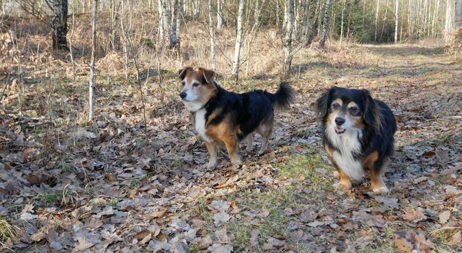 Hundälskare som söker promenadkompis., hundvakt nära Växjö
