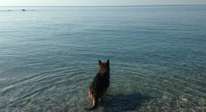 Passeggiate, giochi ed educazione professionale!, dog sitter a Pietra Ligure