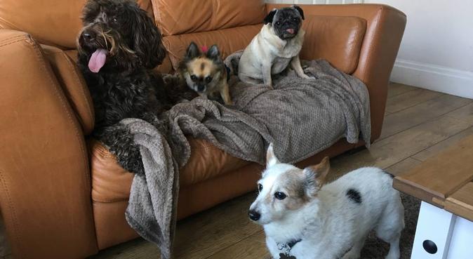 Tarleton Pet Care, dog sitter in Preston