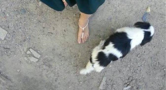 Kärleksfull Hundvakt I Ektorp, hundvakt nära Nacka