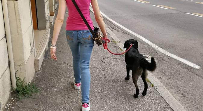 Amore e passeggiate con i nostri amici pelosi., dog sitter a Bologna