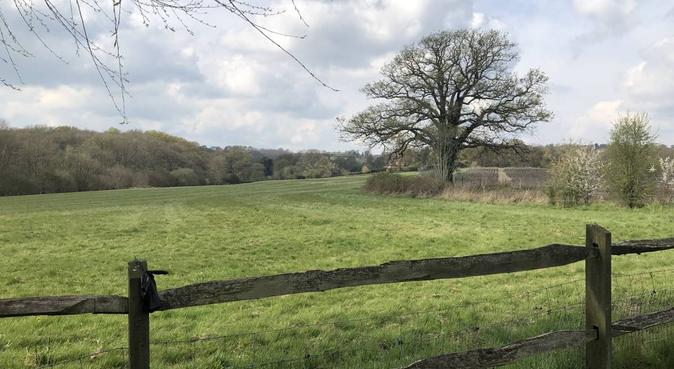 Country dog playground, dog sitter in Guildford, UK